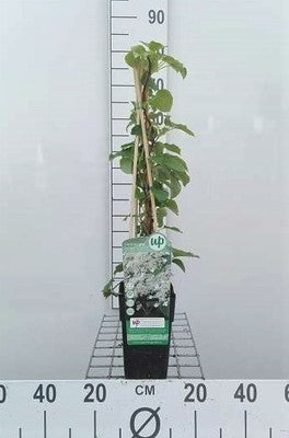 Hydrangea anomala 'Petiolaris'