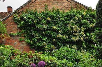 Hydrangea anomala 'Petiolaris'