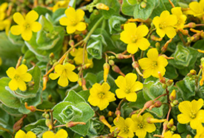Hypericum elodes