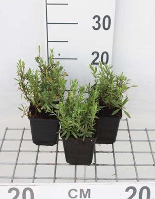 Hyssopus officinalis