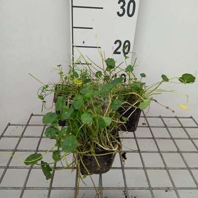 Hydrocotyle vulgaris