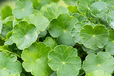 Hydrocotyle vulgaris