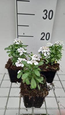 Iberis 'Masterpiece'®