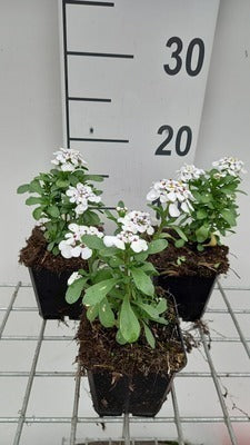 Iberis 'Masterpiece'®