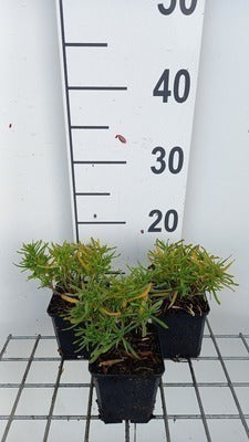 Iberis semp. 'Fischbeck'