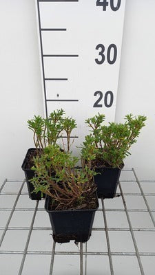 Iberis semp. 'Nevina'