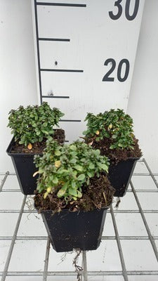 Iberis semp. 'Pink Ice®'