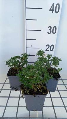 Iberis semp. 'Zwergschneeflocke'