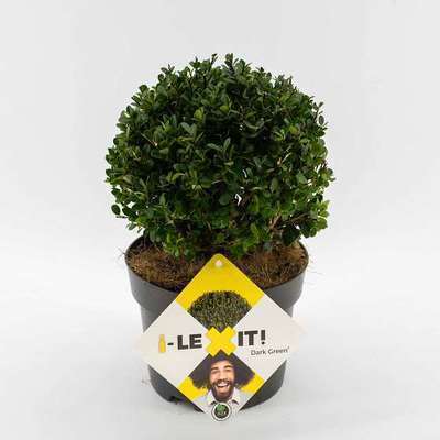 Ilex cren. 'Dark Green'®