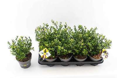 Ilex cren. 'Dark Green'®