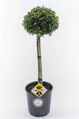Ilex cren. 'Dark Green'®