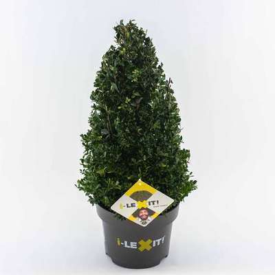 Ilex cren. 'Dark Green'®