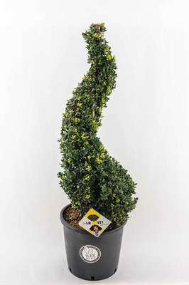 Ilex cren. 'Dark Green'®