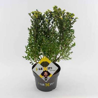 Ilex cren. 'Dark Green'®