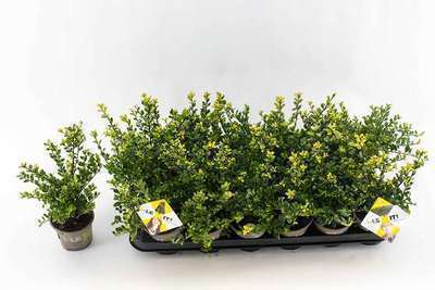 Ilex cren. 'Dark Green'®