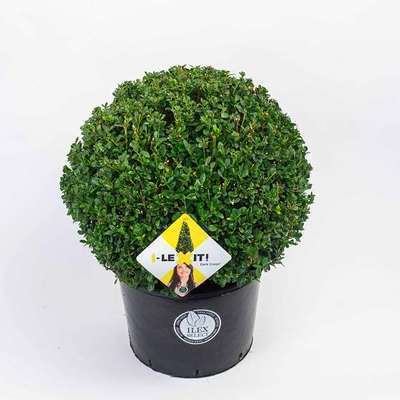 Ilex cren. 'Dark Green'®