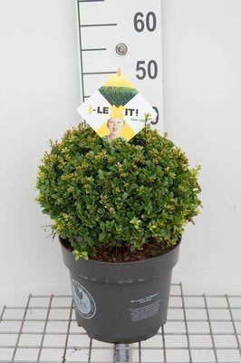 Ilex cren. 'Dark Green'®