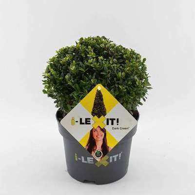 Ilex cren. 'Dark Green'®