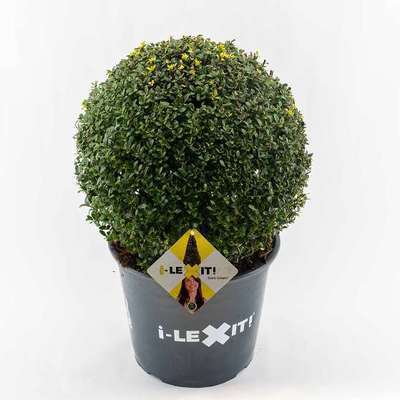 Ilex cren. 'Dark Green'®