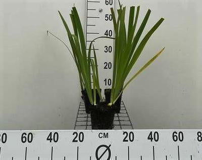 Iris louis. 'Black Gamecock'