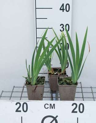 Iris (pum.) 'Brassie'