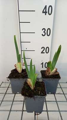 Iris (germ.) 'Constant Wattez'