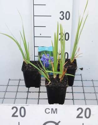 Iris laevigata