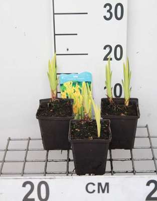 Iris pseudacorus 'Variegata'