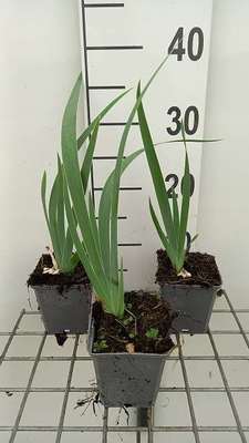 Iris (germ.) 'Rose'