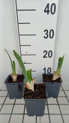 Iris (germ.) 'Sable'
