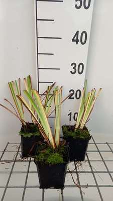 Iris sib. 'Caesar's Brother'