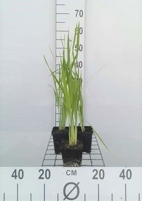 Iris sibirica
