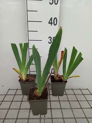 Iris (germ.) 'Sultan's Palace'
