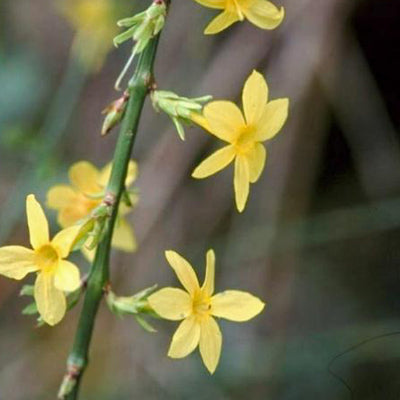 Jasminum nudiflorum
