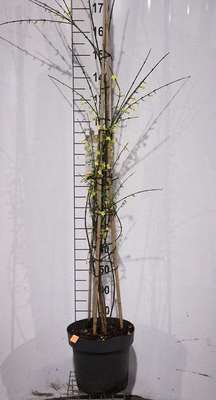 Jasminum nudiflorum