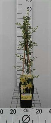 Jasminum nudiflorum