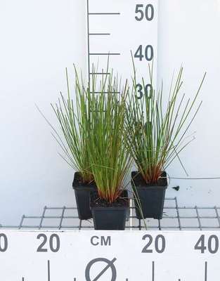 Juncus effusus