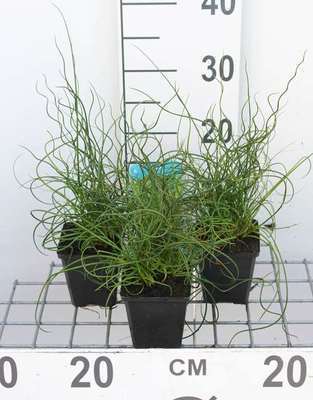 Juncus effusus 'Spiralis'