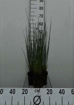 Juncus inflexus (= glaucus)