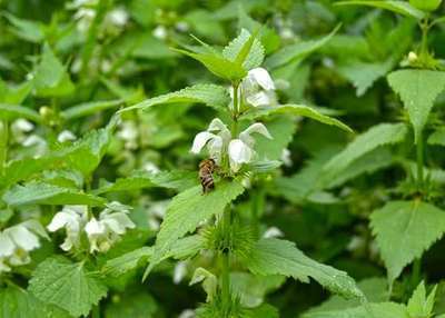 Lamium album