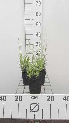 Lavandula angustifolia (=officinalis)