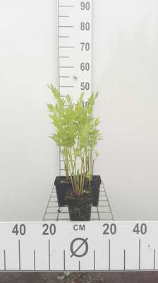 Levisticum officinale