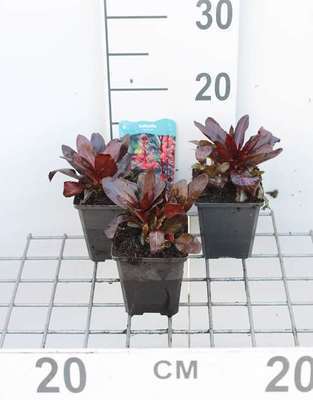Lobelia cardinalis