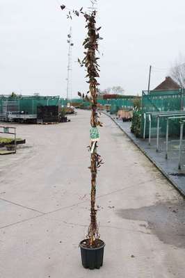 Lonicera henryi