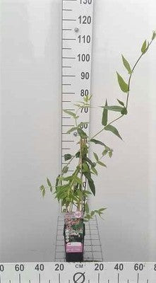 Lonicera henryi
