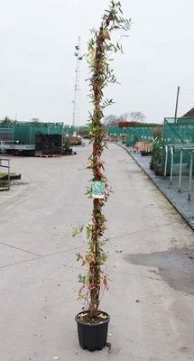 Lonicera jap. 'Halliana'