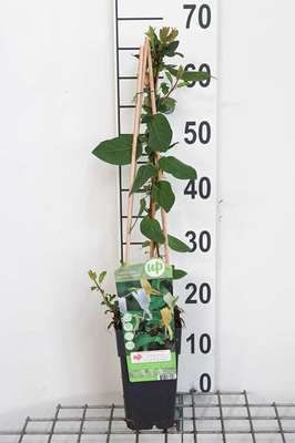 Lonicera jap. 'Halliana'