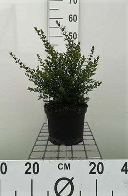 Lonicera nit. 'Elegant'