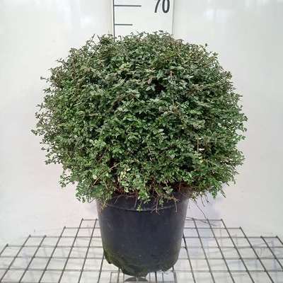 Lonicera nit. 'Ernest Wilson'
