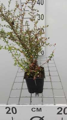 Lonicera nit. 'Ernest Wilson'